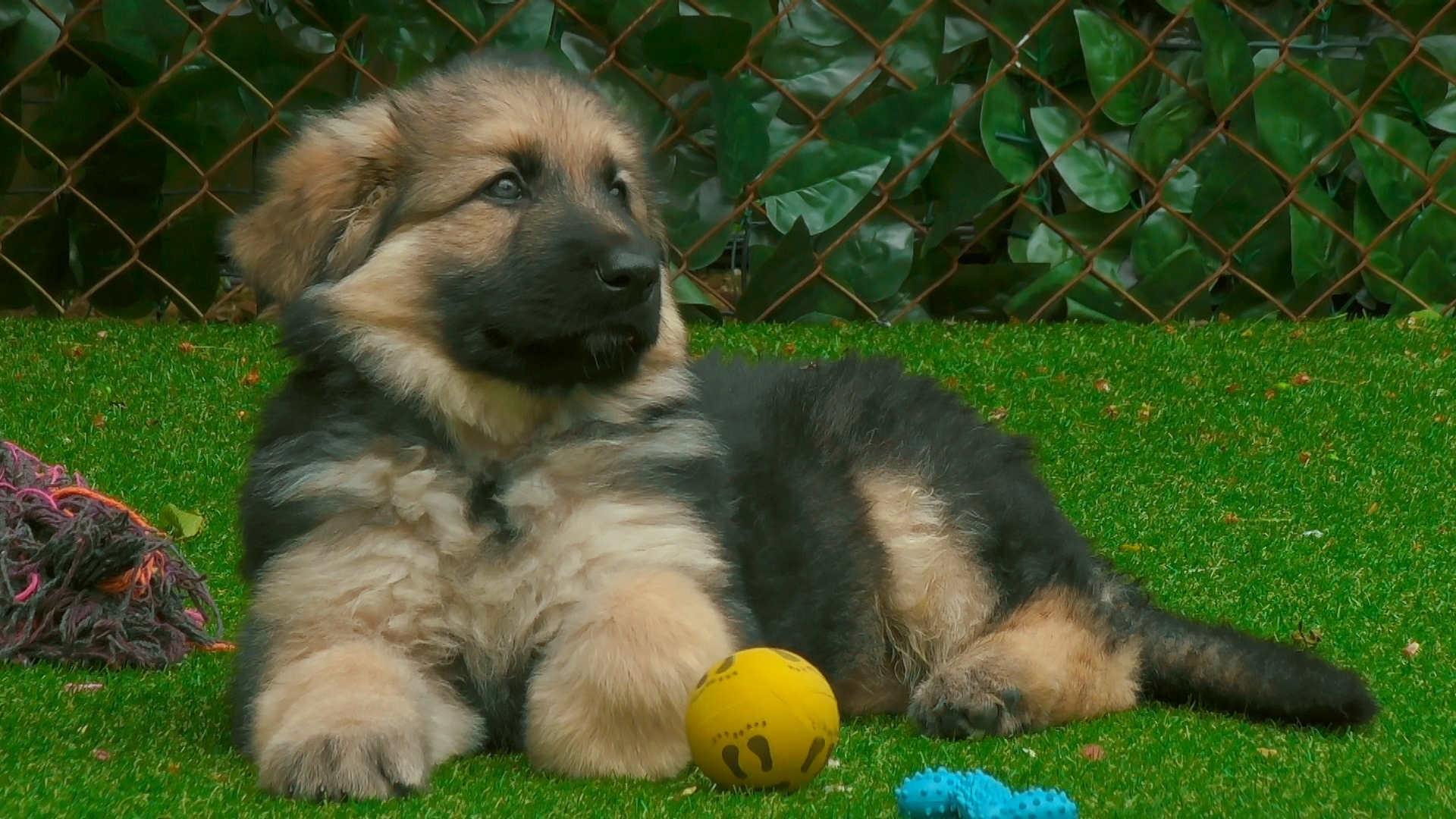 The Dog House: UK German Shepherd puppy