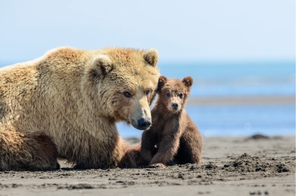 A bear lies next to her cub on the beach.