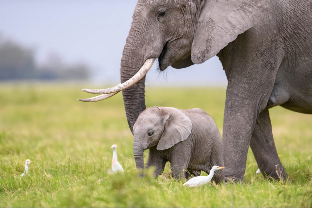 A baby elephant and its mother walk across a field next to birds.