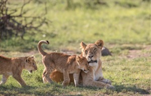 Two lion cubs cuddle next to their mother.