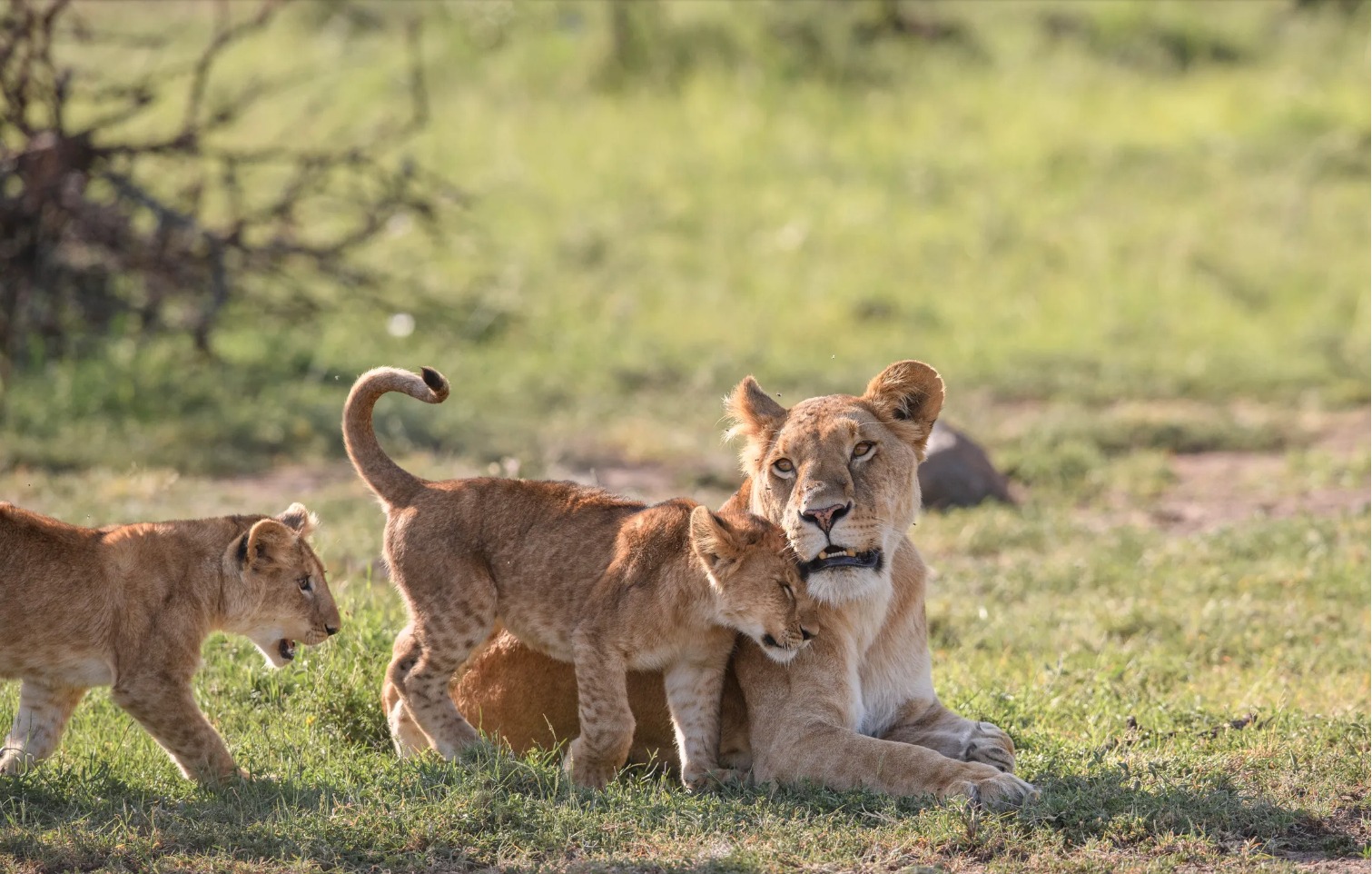 Review: National Geographic's 