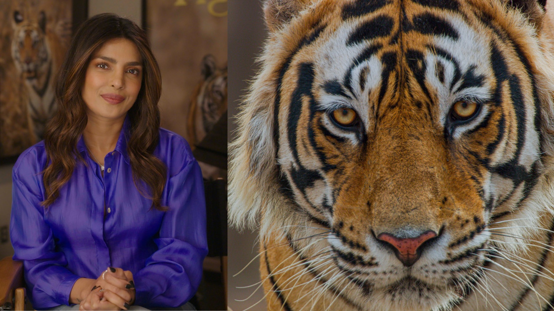 Priyanka Chopra Jonas to narrate Disneynature’s “Tiger”